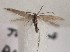  (Coleophora bassii - BGE_MZH_LEP_1855)  @11 [ ] CreativeCommons - Attribution Non-Commercial Share-Alike (2025) Jukka Tabell Unspecified