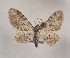  (Eupithecia antigraphata - BGE_MZH_LEP_1891)  @11 [ ] CreativeCommons - Attribution Non-Commercial Share-Alike (2025) Jukka Tabell Unspecified
