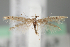  (Coleophora alfacarensis - BGE_MZH_LEP_2246)  @11 [ ] CreativeCommons - Attribution Non-Commercial Share-Alike (2025) Leo Vahatalo University of Helsinki