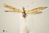 (Coleophora trimaculella - BGE_MZH_LEP_2249)  @11 [ ] CreativeCommons - Attribution Non-Commercial Share-Alike (2025) The Natural History Museum of Denmark The Natural History Museum of Denmark