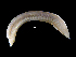  (Ophelia borealis - ILVO001)  @11 [ ] CC BY-NC-ND 4.0 (2018) Hans Hillewaert Flanders Research Institute for agriculture, fisheries and food