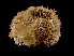  ( - ILVO012)  @11 [ ] CC BY-NC-ND 4.0 (2018) Hans Hillewaert Flanders Research Institute for agriculture, fisheries and food
