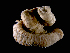  ( - ILVO015)  @11 [ ] CC BY-NC-ND 4.0 (2019) Hans Hillewaert Flanders Research Institute for agriculture, fisheries and food