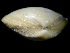  ( - ILVO022)  @11 [ ] CC BY-NC-ND 4.0 (2018) Hans Hillewaert Flanders Research Institute for agriculture, fisheries and food