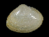  ( - ILVO022)  @11 [ ] CC BY-NC-ND 4.0 (2018) Hans Hillewaert Flanders Research Institute for agriculture, fisheries and food