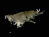  ( - ILVO029)  @11 [ ] CC BY-NC-ND 4.0 (2019) Hans Hillewaert Flanders Research Institute for agriculture, fisheries and food