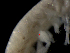  (Centraloecetes kroyeranus - ILVO042)  @11 [ ] CC BY-NC-ND 4.0 (2019) Hans Hillewaert Flanders Research Institute for agriculture, fisheries and food