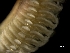  ( - ILVO043)  @11 [ ] CC BY-NC-ND 4.0 (2019) Hans Hillewaert Flanders Research Institute for agriculture, fisheries and food
