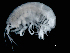  (Nototropis falcatus - ILVO060)  @11 [ ] CC BY-NC-ND 4.0 (2018) Hans Hillewaert Flanders Research Institute for agriculture, fisheries and food