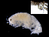  (Apolochus - ILVO079)  @11 [ ] CC BY-NC-ND 4.0 (2018) Hans Hillewaert Flanders Research Institute for agriculture, fisheries and food