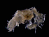  ( - ILVO081)  @11 [ ] CC BY-NC-ND 4.0 (2018) Hans Hillewaert Flanders Research Institute for agriculture, fisheries and food
