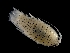  (Eurydice spinigera - ILVO087)  @11 [ ] CC BY-NC-ND 4.0 (2018) Hans Hillewaert Flanders Research Institute for agriculture, fisheries and food