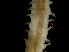  (Glycera lapidum - ILVO088)  @11 [ ] CC BY-NC-ND 4.0 (2018) Hans Hillewaert Flanders Research Institute for agriculture, fisheries and food
