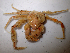  ( - ILVO101)  @11 [ ] CC BY-NC-ND 4.0 (2018) Hans Hillewaert Flanders Research Institute for agriculture, fisheries and food