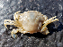  (Liocarcinus vernalis - ILVO127)  @11 [ ] CC BY-NC-ND 4.0 (2018) Hans Hillewaert Flanders Research Institute for agriculture, fisheries and food