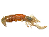  (Gilvossius tyrrhenus - ILVO184)  @11 [ ] CC BY-NC-ND 4.0 (2018) Hans Hillewaert Flanders Research Institute for agriculture, fisheries and food