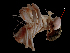  ( - ILVO191)  @11 [ ] CC BY-NC-ND 4.0 (2019) Hans Hillewaert Flanders Research Institute for agriculture, fisheries and food