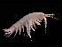  ( - ILVO222)  @11 [ ] CC BY-NC-ND 4.0 (2019) Hans Hillewaert Flanders Research Institute for agriculture, fisheries and food