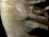 ( - ILVO222)  @11 [ ] CC BY-NC-ND 4.0 (2019) Hans Hillewaert Flanders Research Institute for agriculture, fisheries and food