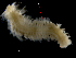  ( - ILVO282)  @11 [ ] CC BY-NC-ND 4.0 (2019) Hans Hillewaert Flanders Research Institute for agriculture, fisheries and food