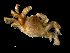  ( - ILVO289)  @11 [ ] CC BY-NC-ND 4.0 (2019) Hans Hillewaert Flanders Research Institute for agriculture, fisheries and food