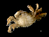  ( - ILVO289)  @11 [ ] CC BY-NC-ND 4.0 (2019) Hans Hillewaert Flanders Research Institute for agriculture, fisheries and food