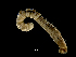  ( - ILVO292)  @11 [ ] CC BY-NC-ND 4.0 (2019) Hans Hillewaert Flanders Research Institute for agriculture, fisheries and food