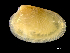  ( - ILVO319)  @11 [ ] CC BY-NC-ND 4.0 (2019) Hans Hillewaert Flanders Research Institute for agriculture, fisheries and food