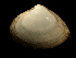  ( - ILVO323)  @11 [ ] CC BY-NC-ND 4.0 (2019) Hans Hillewaert Flanders Research Institute for agriculture, fisheries and food