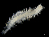  ( - ILVO327)  @11 [ ] CC BY-NC-ND 4.0 (2019) Hans Hillewaert Flanders Research Institute for agriculture, fisheries and food