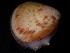  ( - ILVO331)  @11 [ ] CC BY-NC-ND 4.0 (2019) Hans Hillewaert Flanders Research Institute for agriculture, fisheries and food