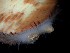  ( - ILVO331)  @11 [ ] CC BY-NC-ND 4.0 (2019) Hans Hillewaert Flanders Research Institute for agriculture, fisheries and food