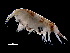  ( - ILVO406)  @11 [ ] CC BY-NC-ND 4.0 (2022) Hans Hillewaert Flanders Research Institute for agriculture, fisheries and food