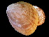  ( - ILVO409)  @11 [ ] CC BY-NC-ND 4.0 (2022) Hans Hillewaert Flanders Research Institute for agriculture, fisheries and food