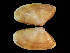  ( - ILVO416)  @11 [ ] CC BY-NC-ND 4.0 (2021) Hans Hillewaert Flanders Research Institute for agriculture, fisheries and food