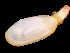  ( - ILVO417)  @11 [ ] CC BY-NC-ND 4.0 (2022) Hans Hillewaert Flanders Research Institute for agriculture, fisheries and food