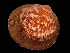  ( - ILVO430)  @11 [ ] CC BY-NC-ND 4.0 (2020) Hans Hillewaert Flanders Research Institute for agriculture, fisheries and food