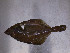  ( - ILVO131)  @11 [ ] CC BY-NC-ND 4.0 (2018) Hans Hillewaert Flanders Research Institute for agriculture, fisheries and food