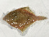  ( - ILVO248)  @11 [ ] CC BY-NC-ND 4.0 (2018) Hans Hillewaert Flanders Research Institute for agriculture, fisheries and food