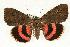  (Catocala cara - HLC-16968)  @15 [ ] Unspecified (default): All Rights Reserved  Unspecified Unspecified