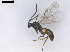  (Diaeretiella - D17P4)  @13 [ ] CreativeCommons  Attribution Non-Commercial Share-Alike (2019) Elisabeth Herniou Insitut de Recherche sur la Biologie de l'Insecte