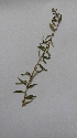  (Aloysia polystachya - MED24)  @11 [ ] CreativeCommons - Attribution (2018) ME Drewniak IMBIV