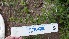  (Lippia turbinata - MED26)  @11 [ ] CreativeCommons - Attribution (2018) ME Drewniak IMBIV