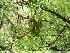  ( - PTOR_LRJ)  @11 [ ] CreativeCommons - Attribution (2018) Dana Lucía Aguilar IMBIV