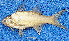  ( - CABD9-18)  @11 [ ] copyright © (2024) Philippe BÉAREZ Muséum national d'histoire naturelle