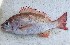  (Lutjanus fulgens - CBA018)  @11 [ ] copyright (2022) KOUAME N'GUESSAN EMMANUEL Universite Nangui Abrogoua