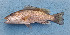  ( - CFRCO086)  @11 [ ] copyright © (2023) Nicolas Roland Owo University Nangui Abrogoua