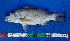  ( - CFRCO1016)  @11 [ ] copyright © (2025) Nicolas Roland OWO University Nangui Abrogoua