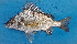  ( - CFRCO253)  @11 [ ] copyright © (2023) Nicolas Roland Owo University Nangui Abrogoua