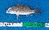  ( - CFRCO952)  @11 [ ] copyright © (2025) Nicolas Roland OWO University Nangui Abrogoua